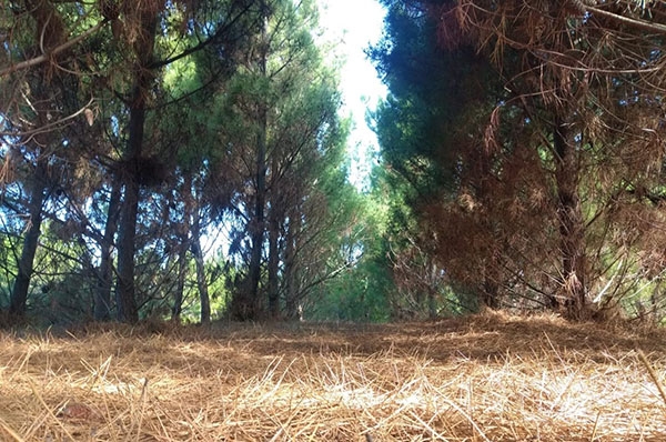 El monte: el fin de la pampa